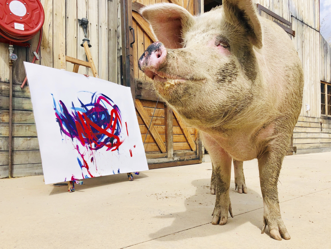 Pigcasso: This Pig Was Saved From A Slaughterhouse And Now She Paints Works  Of Art