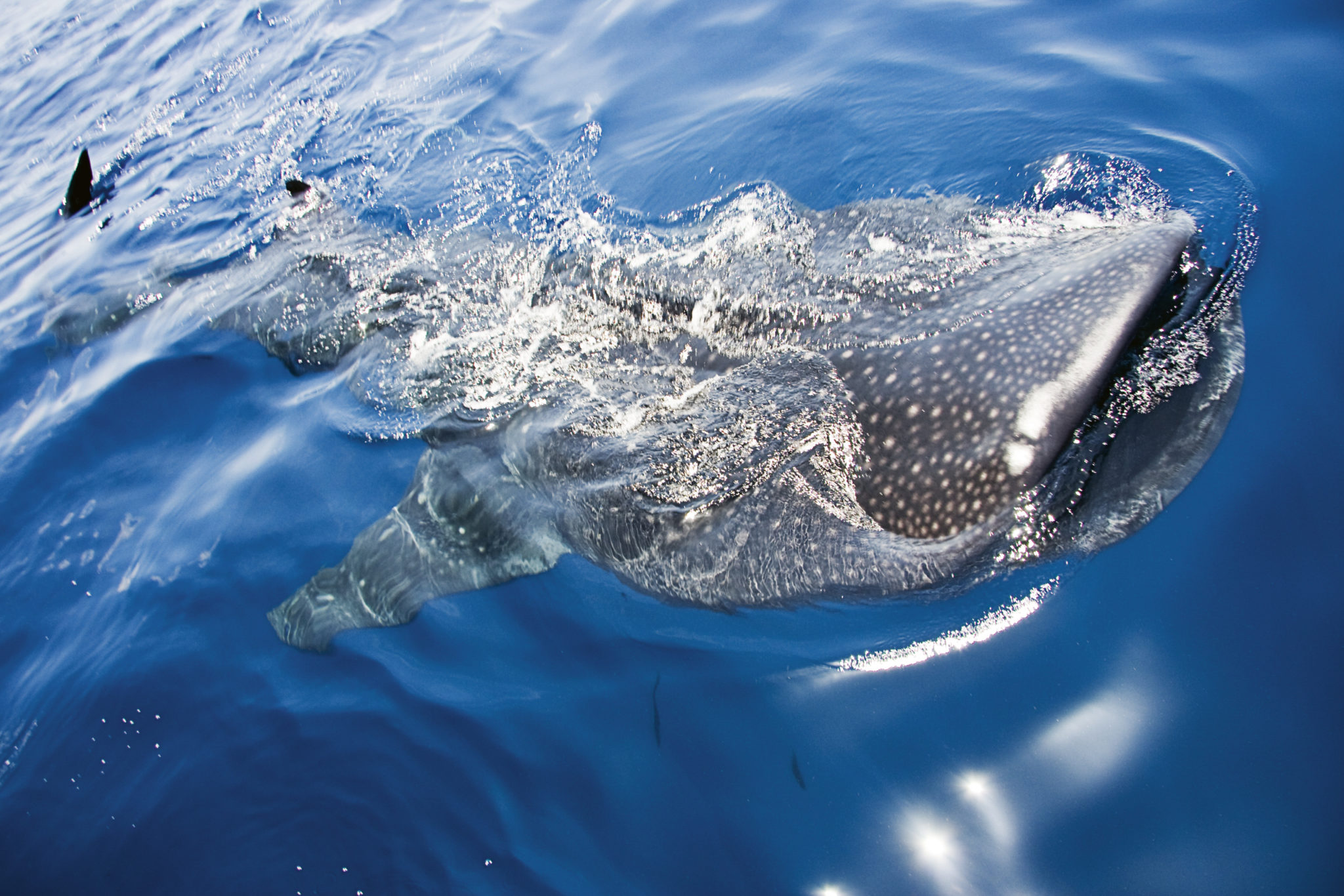 Oris acts to protect world s oceans for whale sharks