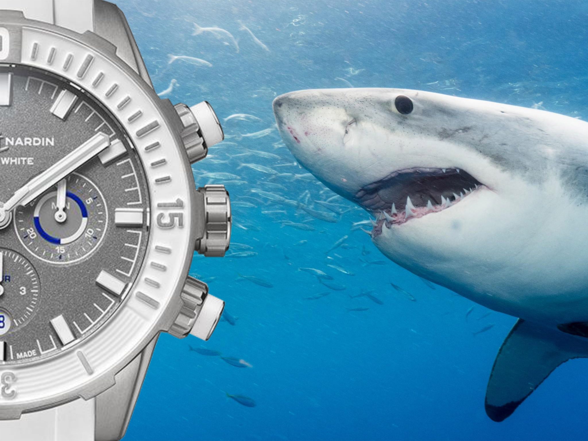 All white shark watch hotsell